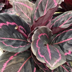 Calathea Dottie 6"