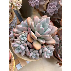 2"Live Succulent Pachyphytum Blue Haze
