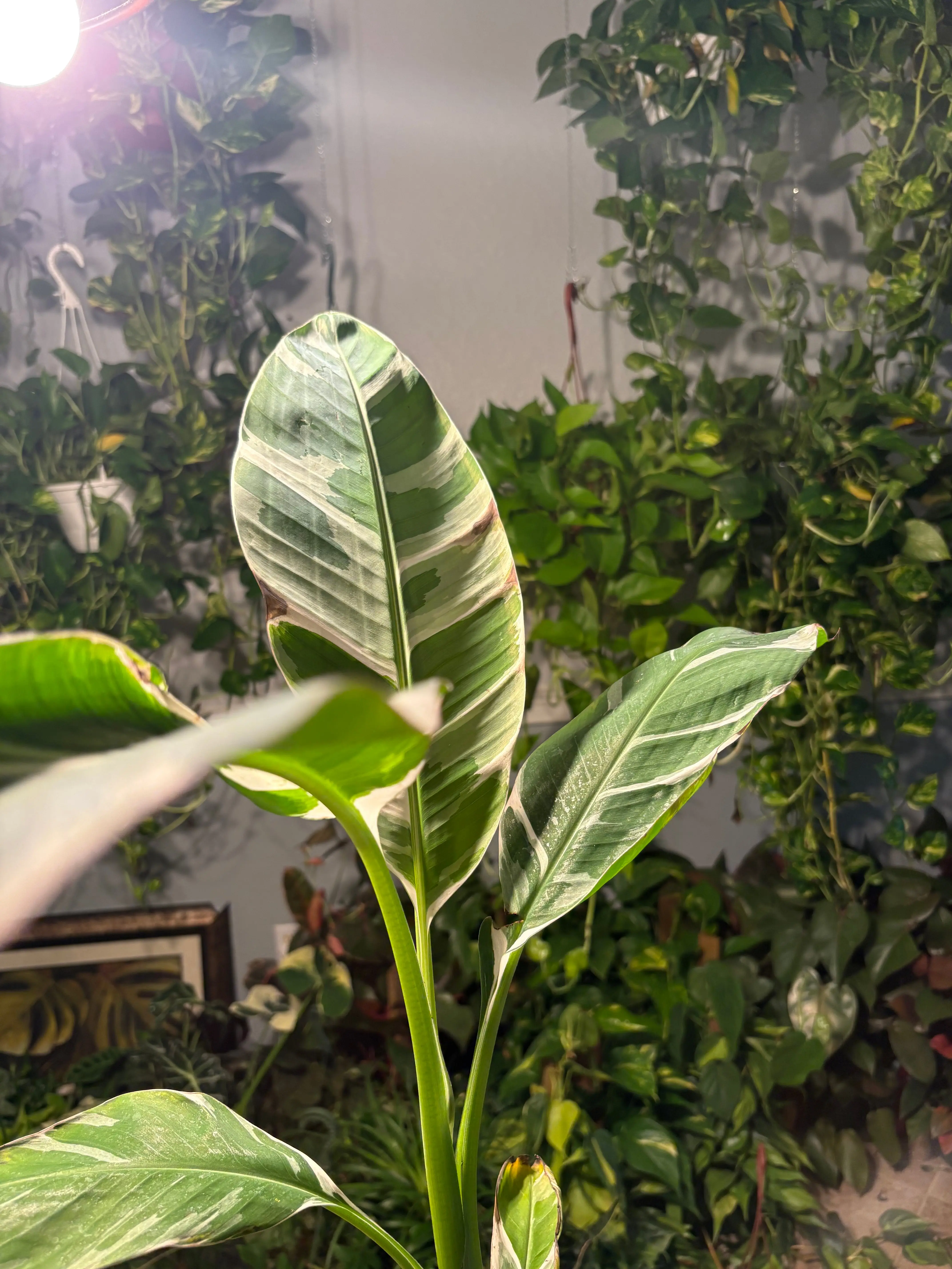 Musa “Florida” Varigated Banana Tree 4 inch