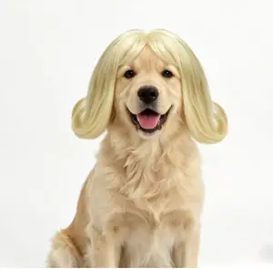 LAST STOCK TESSVEYA Cat Wig for Halloween Cosplay Pet Wig Funny pet  Cute design  Dog hair decoration- Hand-Sewn, DIY Cut, Elastic Band, 25 cm Head Circumference, Fun Pet Outfit, Washable, Noticeable Pet Gift