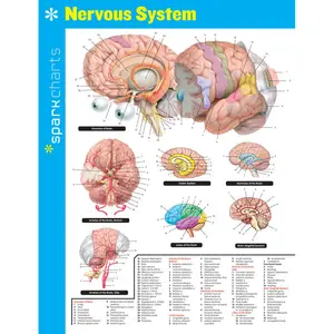 Nervous System SparkCharts