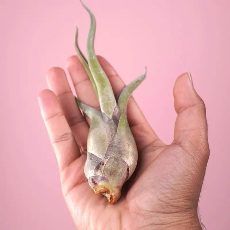 Tillandsia Caput Medusae “Medusa” - Air Plant