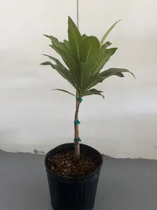 Mamey magańa grafter Frut tree 2-3 ft