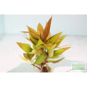 Hygrophila Corymbosa 'Compacta' (Super Easy Low Light Foreground Aquarium Plant) BF 24