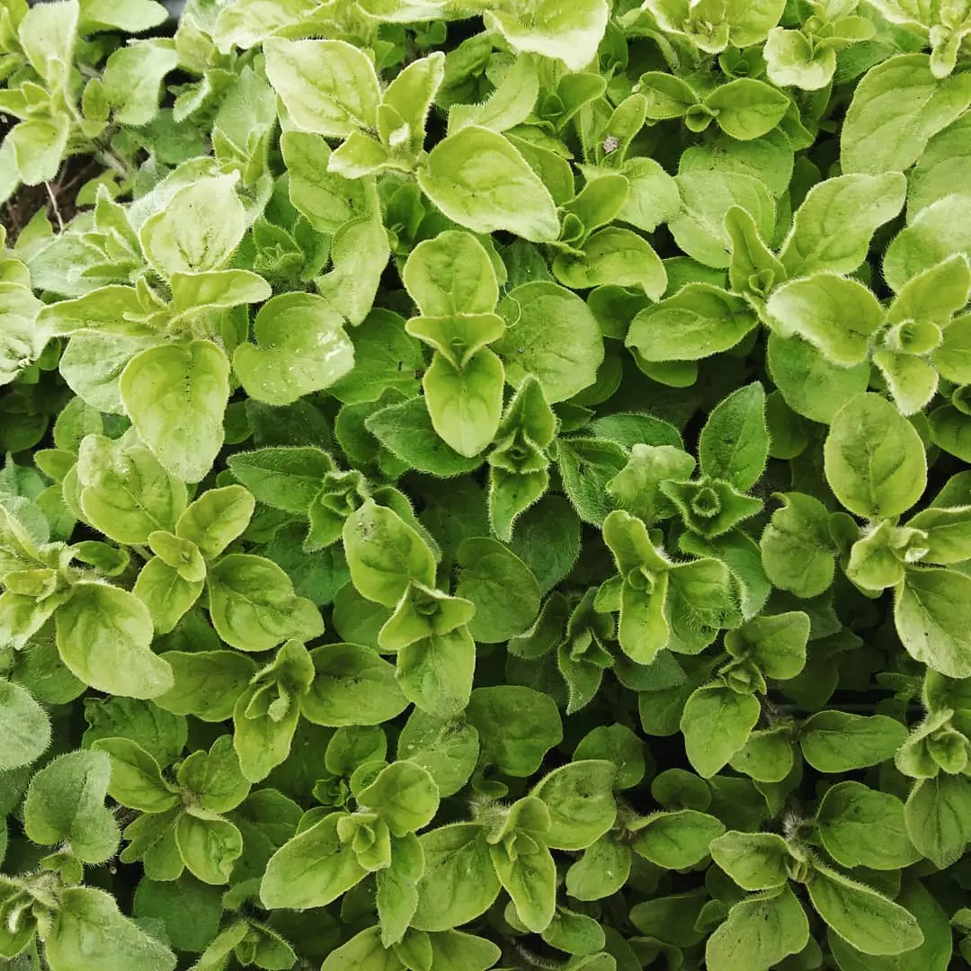 Sweet Marjoram Seeds (Origanum majorana) – 150+ Seeds for Herb Gardens, Culinary Use, and Aromatic Cooking
