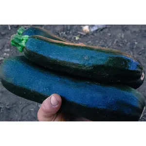 Dark Star Zucchini