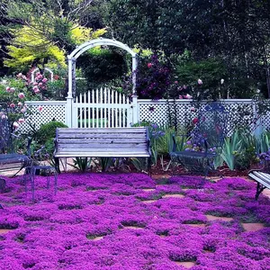 1000 Mixed Colour Creeping Thyme Seeds for Planting, Heirloom Ground Cover Plant Seeds, Wild Creeping Thyme Open Pollinated Thymus serpyllum