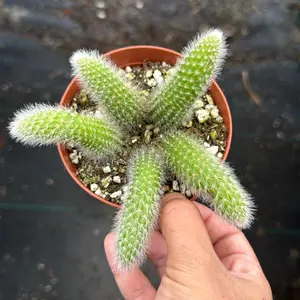 monkey tail cactus  4 inch pot  plant