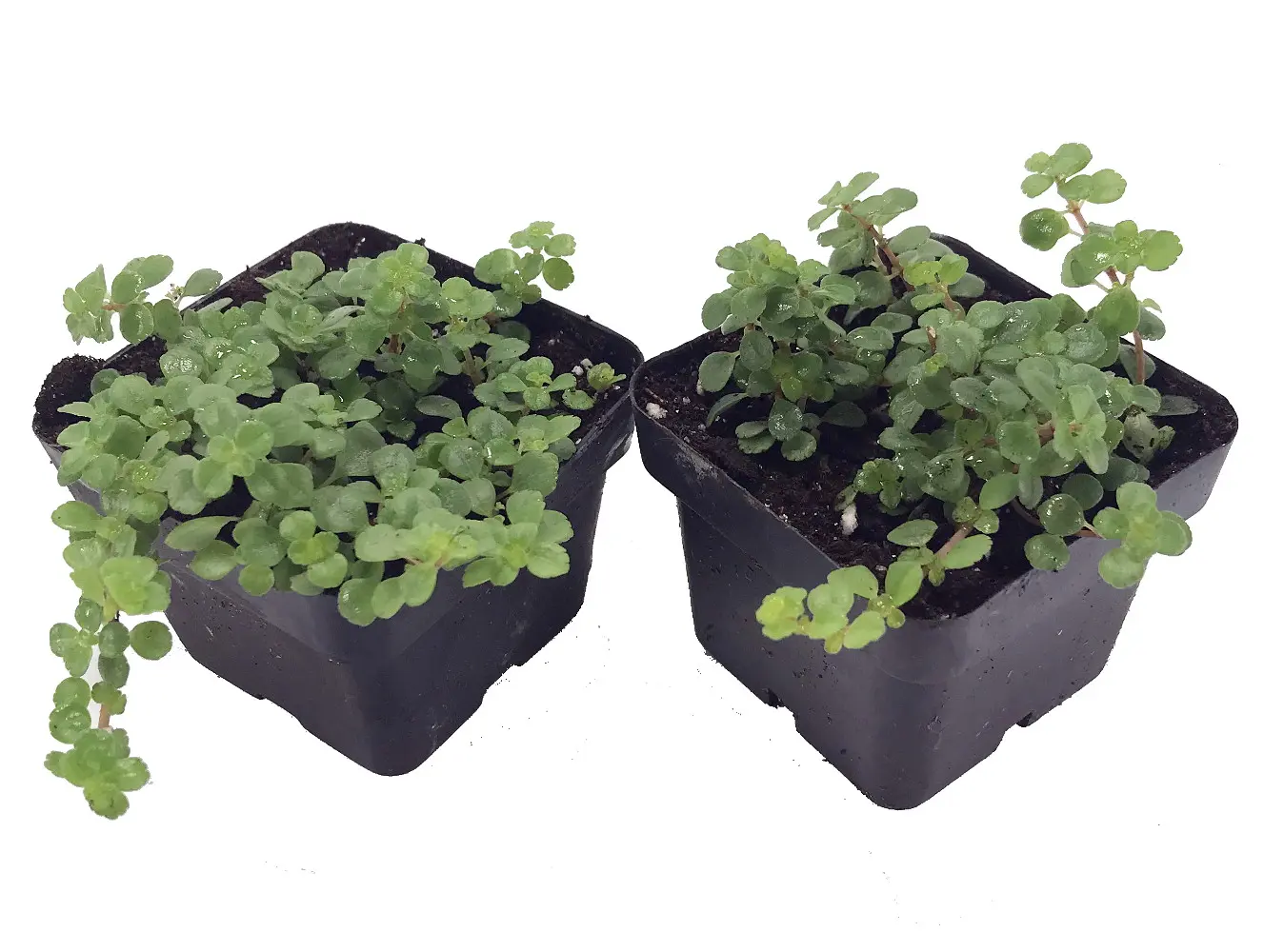 Large Leaf Baby Tears - Pilea depressa - 2 Plants 2" Pots