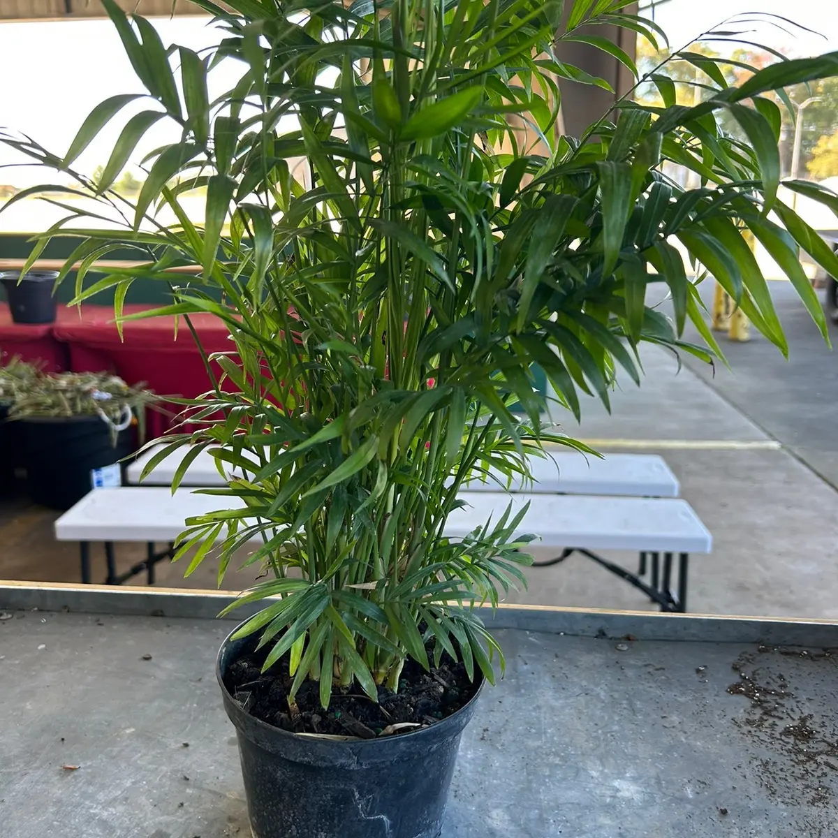 6” Parlor Palm