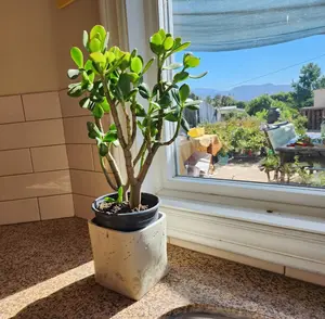 Big Jade Plant Crassula Ovata | Fortune Tree | Simple Indoor-Outdoor Succulent | Eco-Friendly Bare Root Present