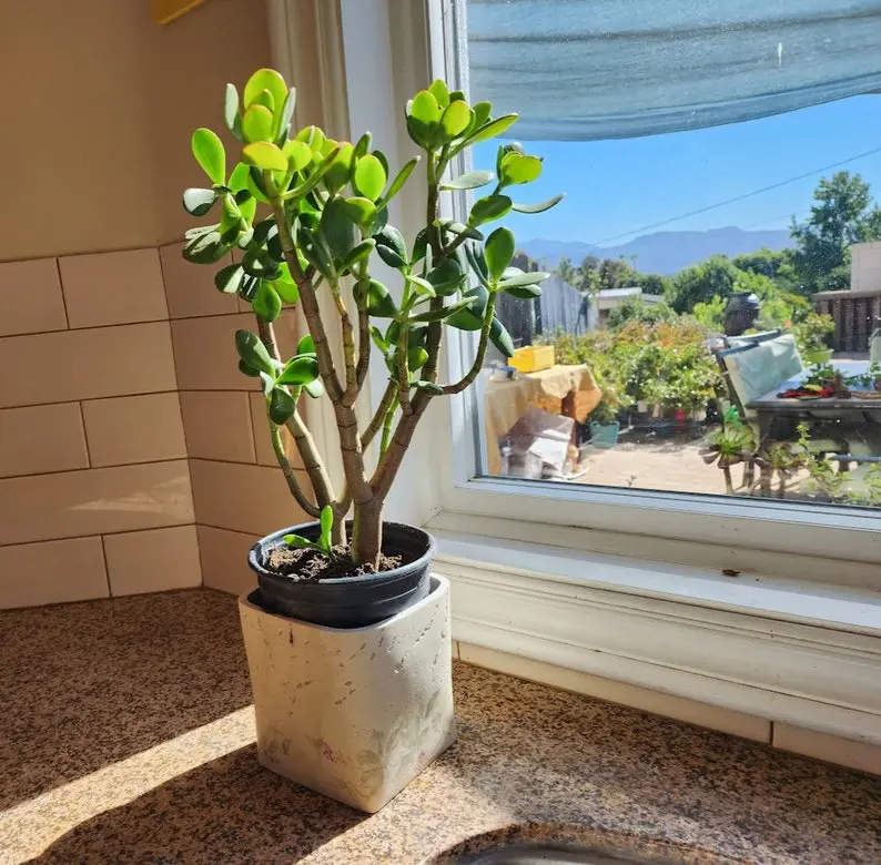eucalyptus plant indoor for sale Silver Dollar Eucalyptus Tree for Sale main image 1