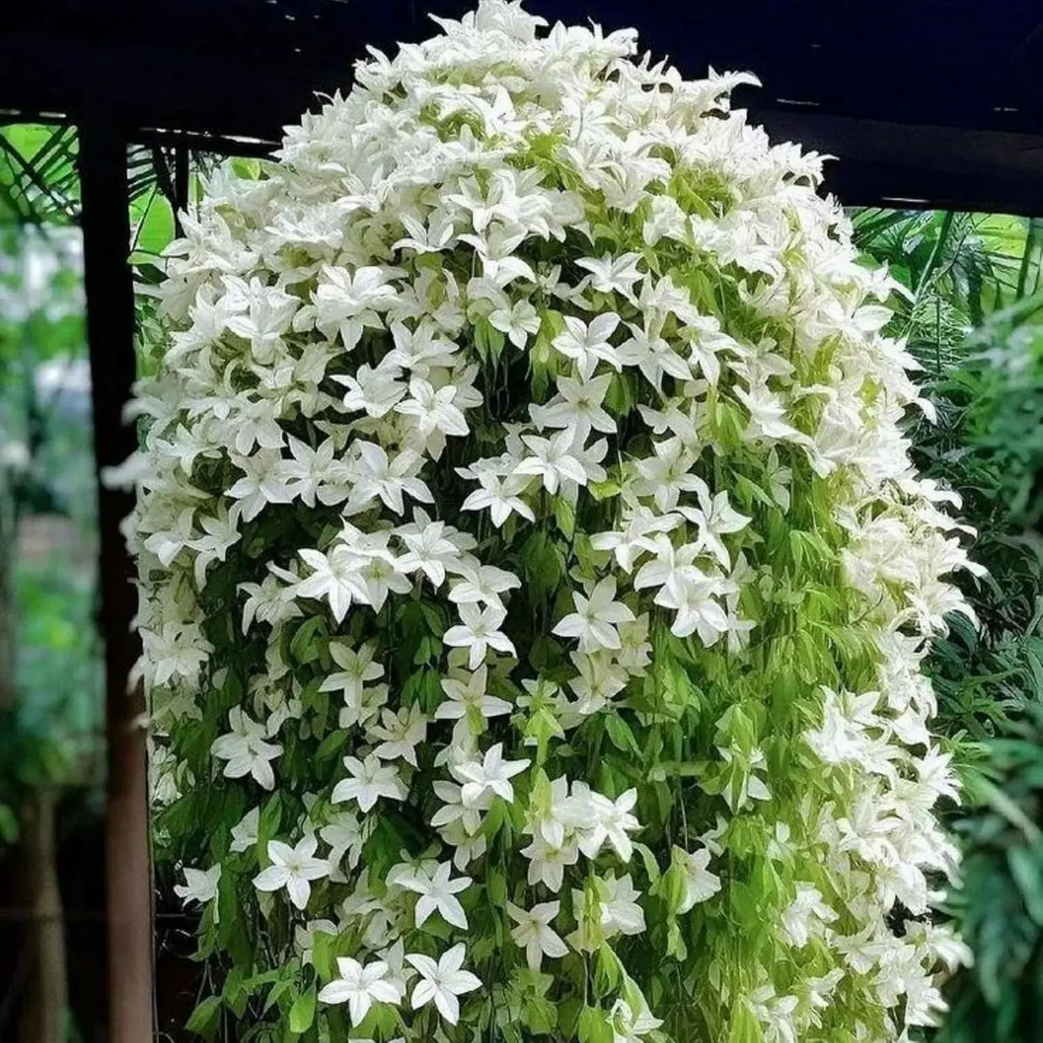50 pcs Climbing Jasmine Flower Seeds Fragrant Plant Four Seasons Evergreen