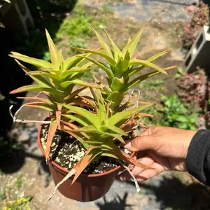 Aloe Ciliaris climbing aloe plant 6 inch pot