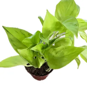 Epipremnum São Paulo Pothos 4in Pot