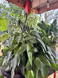 Pothos Cebu Blue | 8 In. | House Plant | Decoration | Live Plant