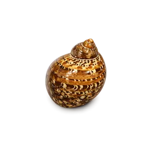 Cypraea Moneta – Money Cowrie Natural Display Shells
