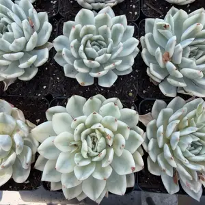 Echeveria 'Moon Fairy' Variegated Single Head(around 3'')- Bare Root Succulents - Terra Tales