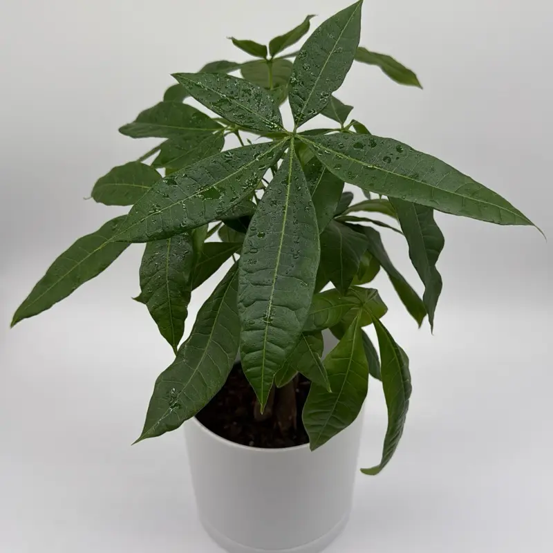 monstera spiderman Monstera Amydrium Silver (Spiderman Monstera) main image 0