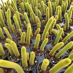Cleistocactus winteri Golden Rat Tail