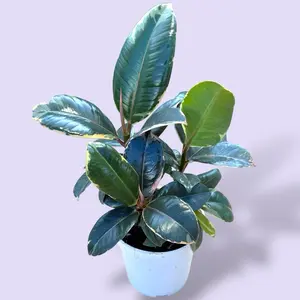 Ficus Tineke 4” - Low Maintenance House Plant