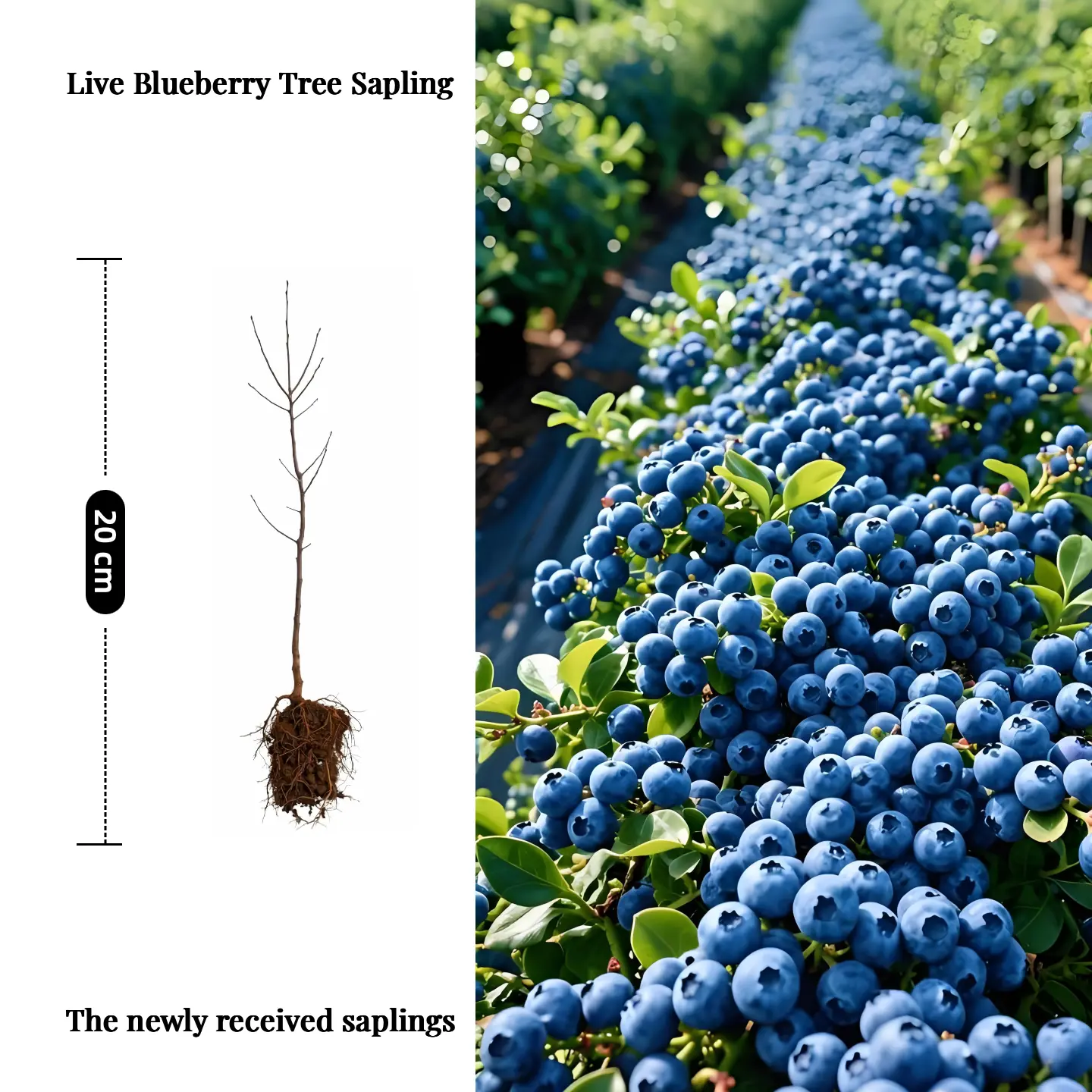 Live blueberry Plant（1 plant）