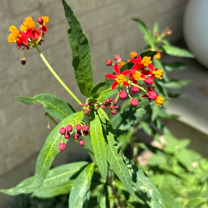 Milkweed Bloodflower Seeds (Asclepias curassavica) – Vibrant red and orange flowers, essential for monarch butterflies and pollinator-friendly gardens.