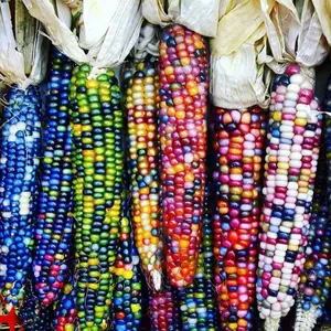 50 Pcs Rainbow Corn Seeds Pack – Colorful Garden Corn Variety for Backyard Vegetable Beds, Patio Planters and Outdoor Garden Spaces, Seeds Only Not Live Plants