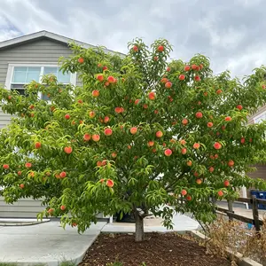 Heirloom Peach Tree – Non-GMO, Healthy Roots, Easy to Grow, Suitable for Pot or Ground, Great for Home Gardeners, Beginner-Friendly Saplings Fruit Live Perennial Compact Fast-Growing Hardy
