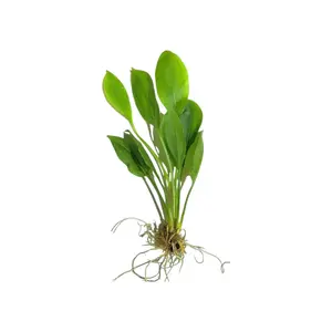 Amazon Sword Live Aquarium Plant – Store Pick Freshwater Plant, Easy Beginner Plant for Betta Fish, Shrimp & Planted Tanks