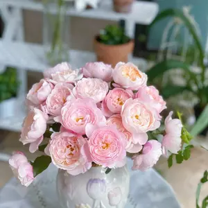 Rose【YingYing Fen| | Blushing Petal】-Pre-Order - |Ships Oct 1st Week| 1.5Gal Own Root Bare Root| 2022 New Variety| Rich in flower colors| Floribunda Rose| Balcony