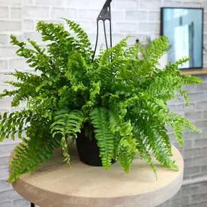 Boston Fern Hanging Basket: Popular Fern Plant - (6” Pot) – Easy Plants – Great for Beginners – Non-toxic - Popular Air Purifying Houseplants – Indoor Plant & Outdoor Plant – Pet Friendly