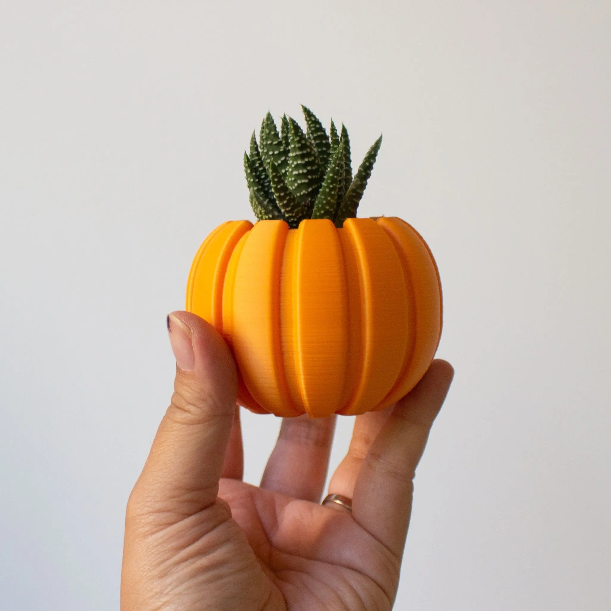 Succulent Pumpkin Planter for TikTok