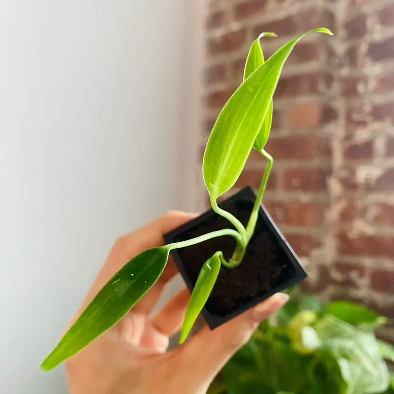 Monstera Burle Marx Flame Starter Plant
