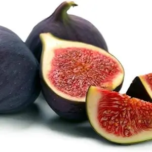 Black Mission Fig Plant  - Ficus carica - Live Well Rooted STARTER Plant in pot  3-6 inches