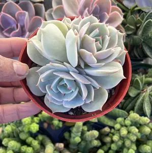 Echeveria Lola Gone Wild Succulent