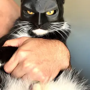 Cat Batman Mask for Your Cat - Perfect for Halloween Accessories Friend Pet Strap