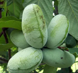 6-12" Pawpaw Tree Live Plant in Quart Pot, Cold Hardy, Easy to Plant Pawpaw Fruit Plants, Perennial Fruit Live Plant