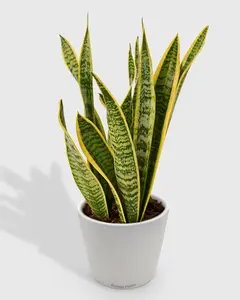 Sansevieria Trifasciata Laurentii Snake Plant
