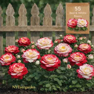 Red & White Rose Seeds – 55 Seeds for Garden Planting