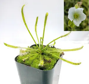 Drosera Capensis Alba White Flower (x1) Live Tropical Carnivorous Plants