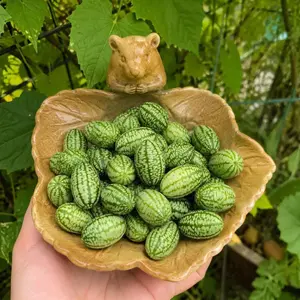 70pcs Cucamelon Seeds for Home Garden – Grow Mini Mexican Sour Gherkin Watermelon-Like Cucumbers