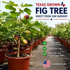 3-Year-Old Fig Tree (Ficus carica) – Cold Hardy Zones 6–10 – Harvested Next Year & Easy to Grow – Compact Live Fruit Plant for Patio & Garden