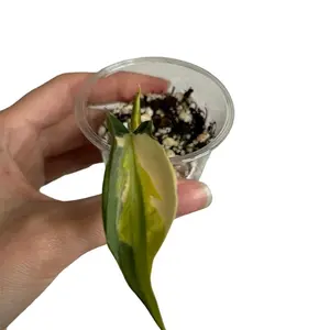 Philodendron Gabby Plant (hederaceum) Rare - Rooted
