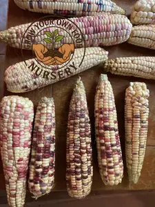 Precoz Mexican Pinto Corn Vegetable Heirloom Seed Packets - 50 Open-Pollinated, Non-GMO Plant Seeds for Home Planting & Outdoor Gardening, Home Planting Seeds