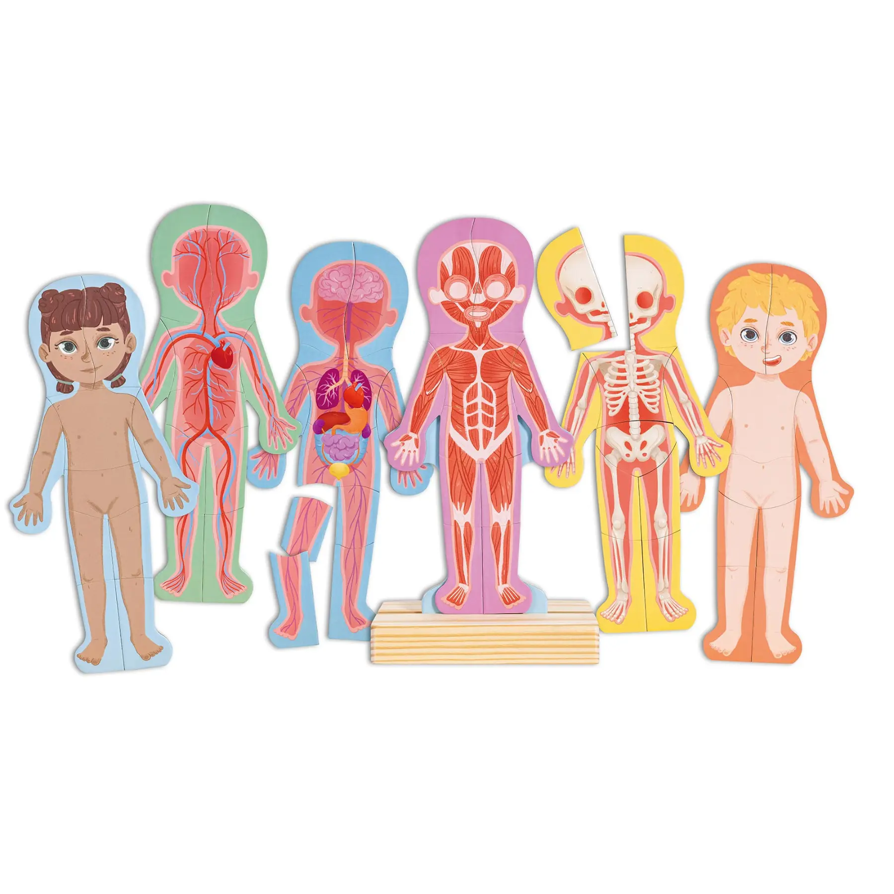 Hape 63-Piece Human Body Magnetic Puzzle - Durable Wooden Base Science Educational Toy for Kids, Realistic Details, Problem Solving, Not for Children Under 3 Yrs, 63 Pieces, Durable Design