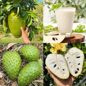 10+ Soursop Guanabana Fruit Tree Seeds for Planting, Non-GMO Heirloom Fresh Tropical Edible Fruit Plant Seeds, Perfect for Home Garden, Outdoor Yard, Indoor Potted Containers Planting for High-Yield Sweet Fruit Harvest