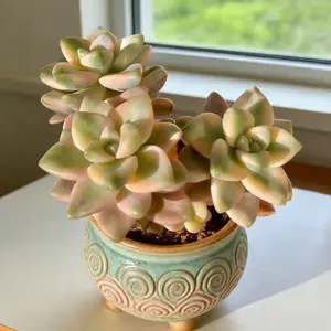 Rare Live Succulent Graptoveria ‘Bernalense Variegata’1.5Inches – Unique Single Plant for Home & Holiday Décor | Easy Care Indoor Succulent Gift