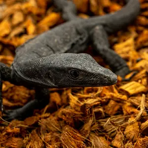 Reptiles Bedding coconut Huskchips 10lbs compressed Blocks