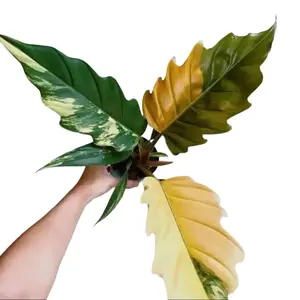 Philodendron Caramel Marble Tissue Culture - Live Houseplant - Rare Variegated Aroid - Exotic Tropical Foliage - Multicolored Variegation - Yellow, Orange, Pink, Green - Serrated Leaves - Indoor Plant Gift - Embryonic Plantlet - Collector's Item